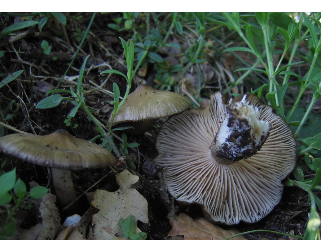 Entoloma clypeatum